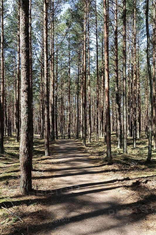 Sunlit sandy path through dense pine forest with tall slender trees, A serene forest path surrounded by tall pine trees and dappled sunlight, conveying tranquility and natural beauty, Curonian Spit, Neringa, Lithuania