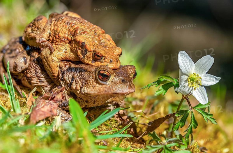 Bufo bufo, common toad, toad, amphibians, amphibians, early spawning season, amphibians, mating season, spring