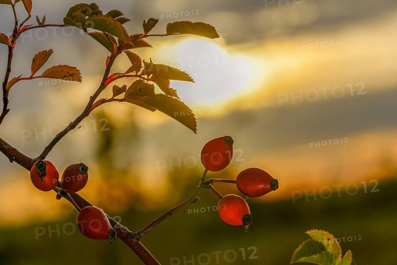 Dog rose, pink canina, rosaceae, rose family, autumn, flora, dogrose, autumn, plants, plants
