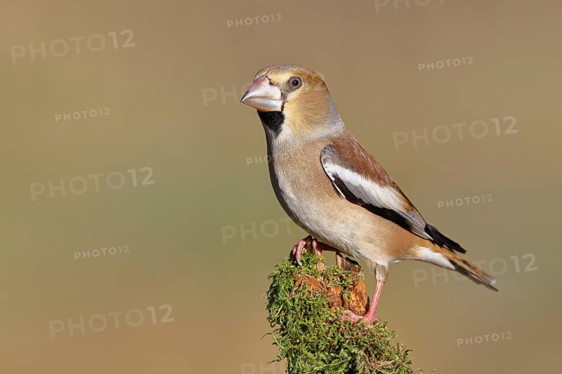 Hawfinch (Coccothraustes coccothraustes), female, perched on a moss-covered branch, Wilnsdorf, North Rhine-Westphalia, Germany