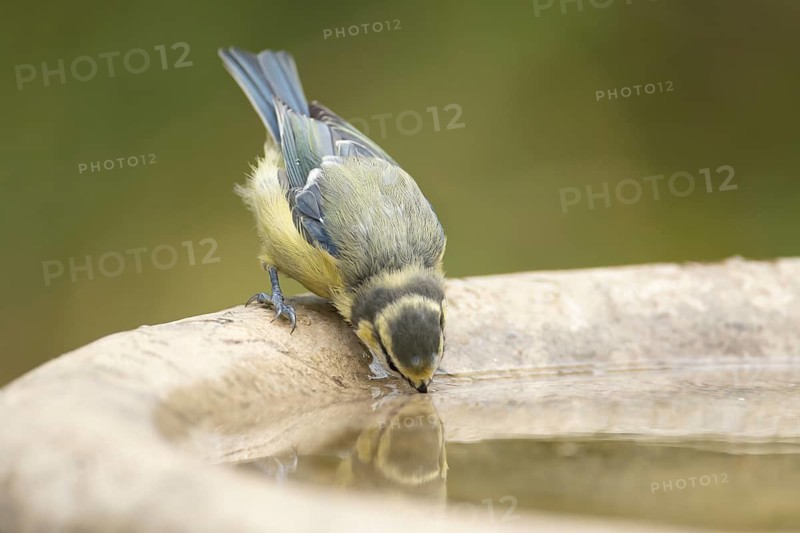 Blue tit (Cyanistes caeruleus) adult garden bird drinking water from a bird bath, England, United Kingdom