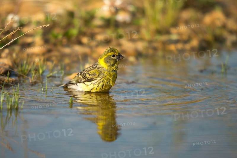 European Serin, Serine, Serinus Serinus, Bath, Bird Bath, Birds, Mirror, Passeri, Songbirds, Reflection, Potion, Birdbath, Birds, Watering Place