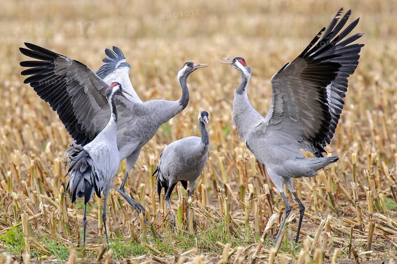 Cranes (Grus grus) in a maize field, Groß Mohrdorf, Lower Saxony, Germany