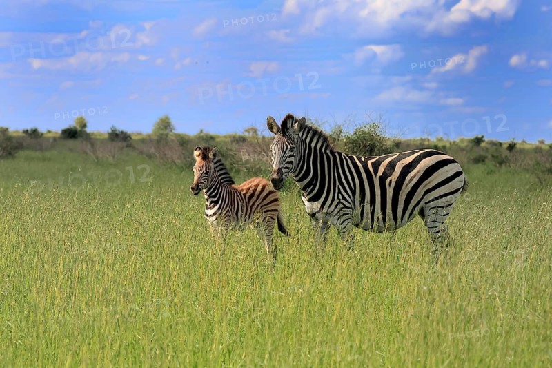 Burchell's zebra (Equus quagga burchelli), Burchell's zebra, adult, female, young, mother, feeding, two animals, alert, Kruger National Park, South Africa