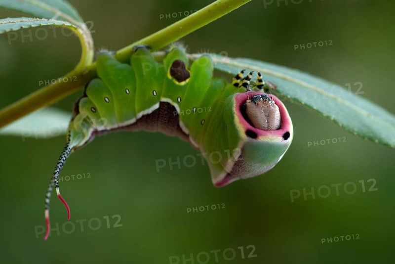 Cerura vinula, forktail, large forktail, notodontidae, puss moth, toothmoth, butterfly, camouflage, inchworm, insects, moths, moths, moths, moths, caterpillar, butterfly, camouflage