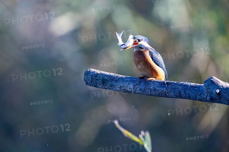 Kingfisher (Alcedo atthis) wbl Germany