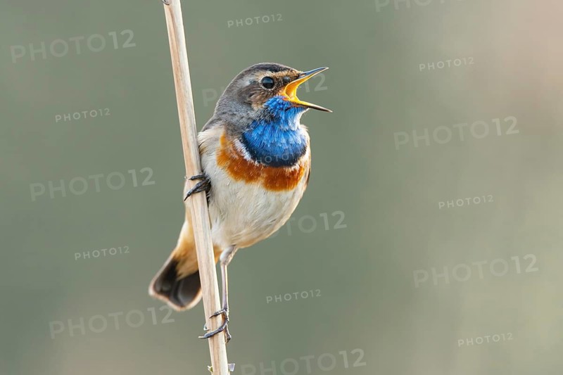 Courting bluethroat Luscinia svecica cyanecula) on his singwarte, Dümmer, Lembruch, Lower Saxony, Germany