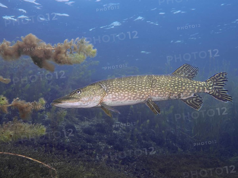 A pike (Esox lucius) can be seen amidst underwater plants in the blue water, at the Parkhaus Post dive site, Überlingen, Lake Constance, Germany