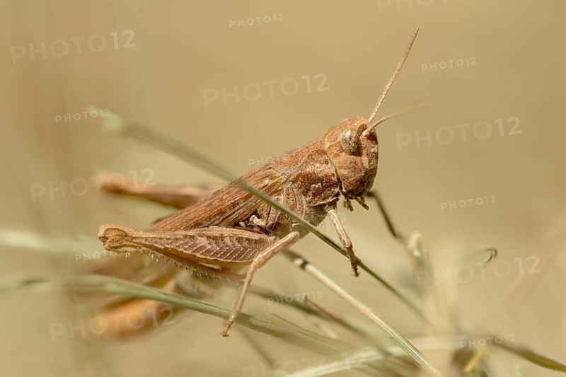 Acrididae, brown grasshopper, caelifera, chorthippus brunneus, field locusts, gomphocerinae, short-feeler, common field grasshopper, grasshopper, grasshoppers, insects, male