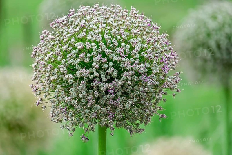 Fruit clusters of ornamental garlic (Allium sp.), inflorescence, North Rhine-Westphalia, Germany