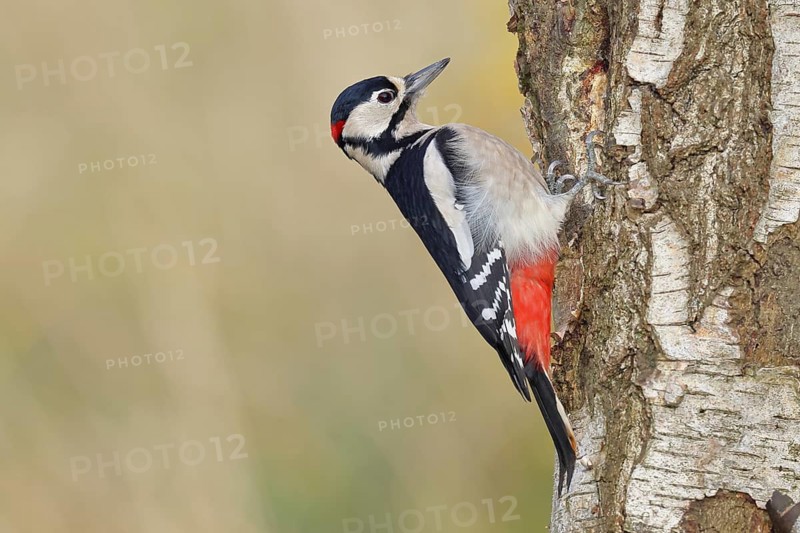 Great Spotted Woodpecker (Dendrocopus major), male, foraging on the trunk of a silver birch (Betula pendula), wildlife, woodpeckers, nature photography, autumn, Wilnsdorf, North Rhine-Westphalia, Germany