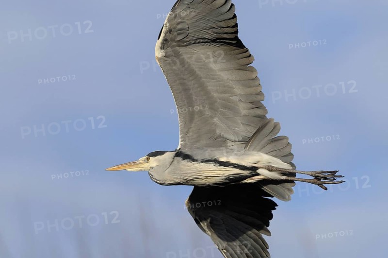 Grey heron flying against a blue winter sky, Münsterland North Rhine-Westphalia, December 2008