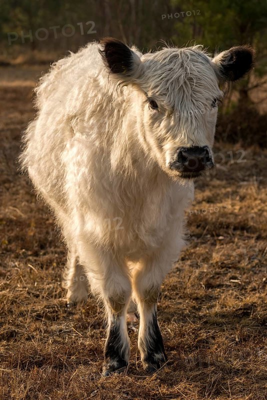 Artiodactyla, Bos Taurus sspec.4, cattle, even-toed ungulate, galloway cattle, galloway cattle, cloven-hoofed, domesticated animals, extensive grazing, pet, heather care, high size, portrait format, mammals, cattle, mammals