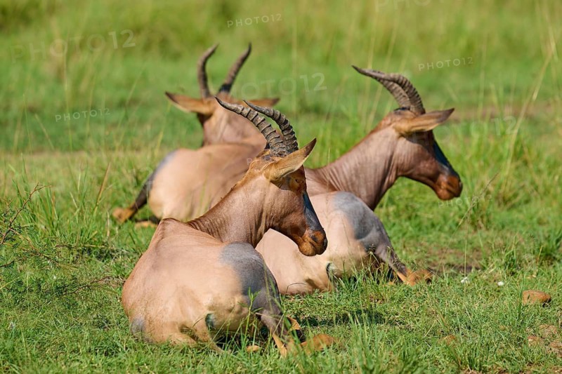 Three horned antelopes are resting in a green meadow: topis (Damaliscus lunatus jimela), Masai Mara National Reserve, Narok County, Kenya