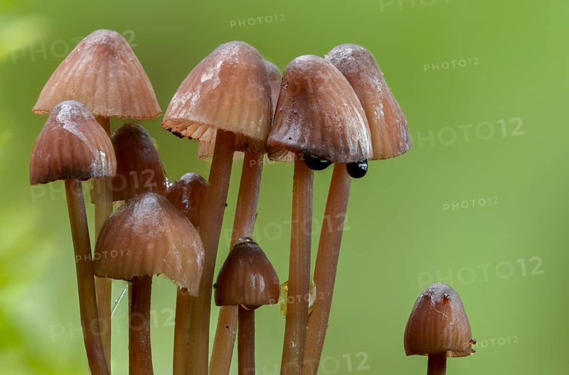 Agaricus purpureofuscus, purple-edged helmet, mycena purpureofusca, prunulus purpureofuscus, purple-edged helmet, fungi, mushrooms, purple edge bonnet