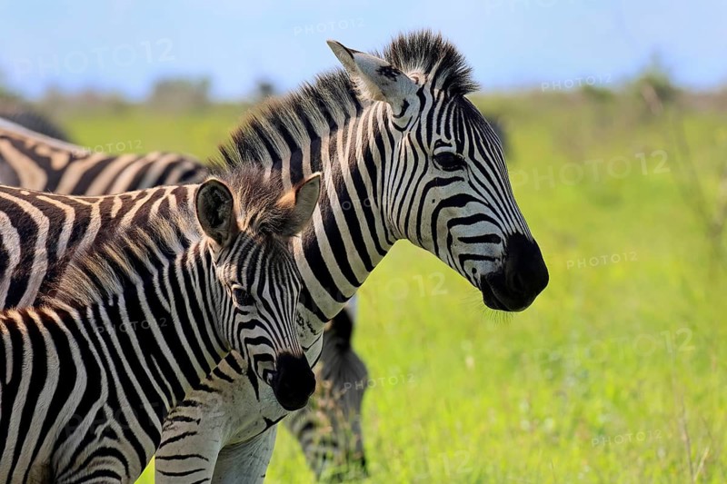 Burchell's zebra (Equus quagga burchelli), Burchell's zebra, adult, female, young, mother, social behaviour, two animals, portrait, Kruger National Park, South Africa