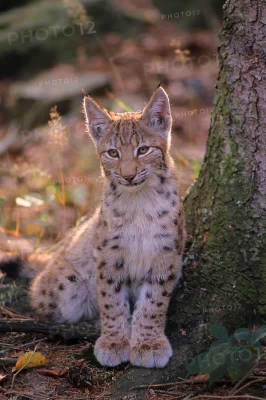 European lynx, European Lynx, Lynx lynx, Bavarian Forest, Bavarian Forest, Germany, Germany, young animal, Bavarian Forest, Bavaria, Germany