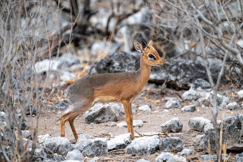Damara dik-dik or kirk dik-dik (Madoqua kirkii), adult animal in the undergrowth, Etosha National Park, Namibia