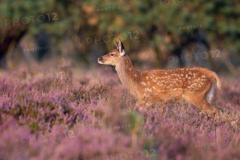 Red deer (Cervus elaphus), fawn, Hoenderloo, Gelderland, Netherlands