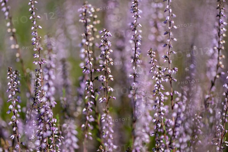 Common heather (Calluna vulgaris), Emsland, Lower Saxony, Germany