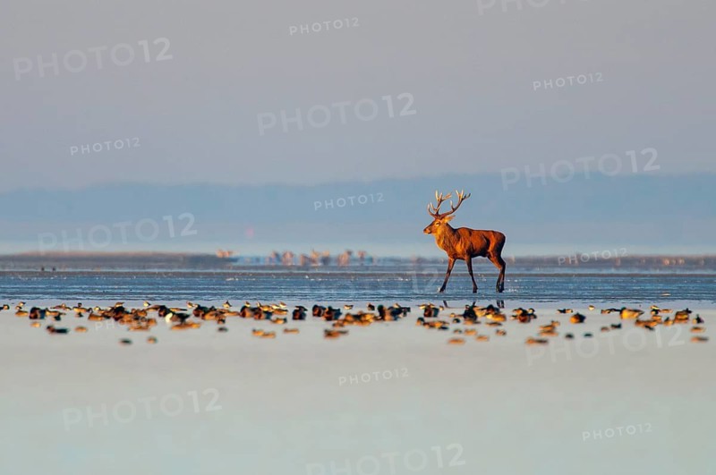 A red deer (Cervus elaphus) strides across the mudflats during the rutting season in the Vorpommersche Boddenlandschaft National Park, Zingst, Mecklenburg-Western Pomerania, Germany