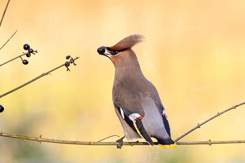 Bohemian waxwing (Bombycilla garrulus) with its distinctive feathers, eating berries from a tree. Sussex, UK