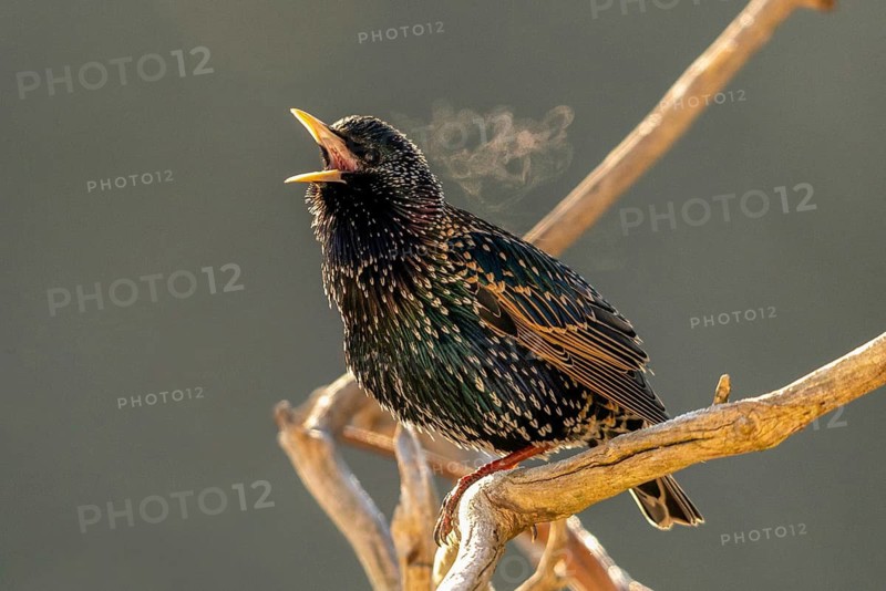 Star, Starling, Sturnus Vulgaris, Birds, Song, Passeri, Singing, Songbirds, Birds