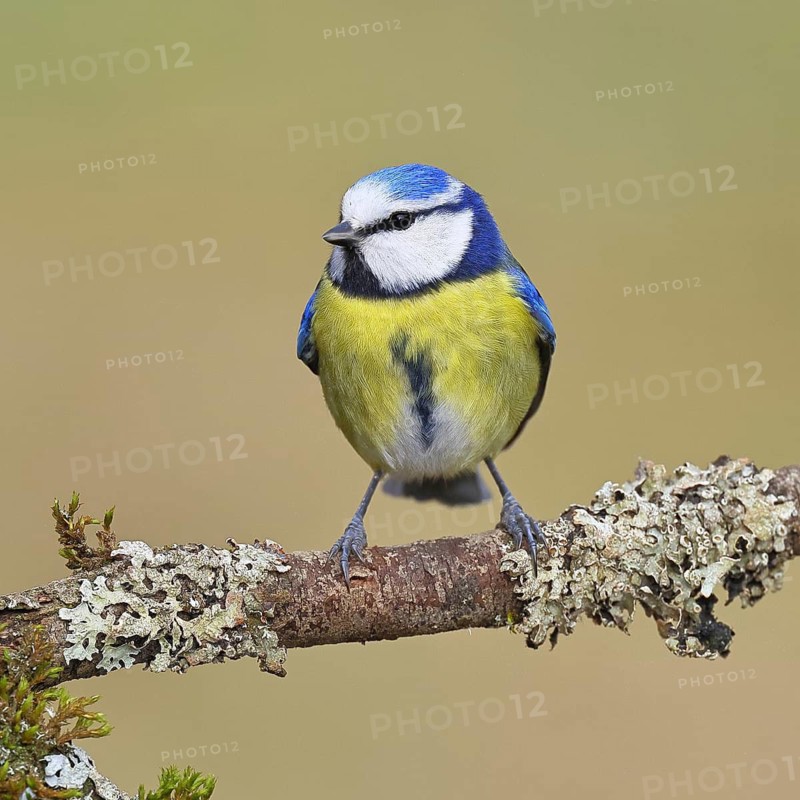 Blue Tit (Parus caeruleus), perched on a branch covered in lichen, Wilnsdorf, North Rhine-Westphalia, Germany