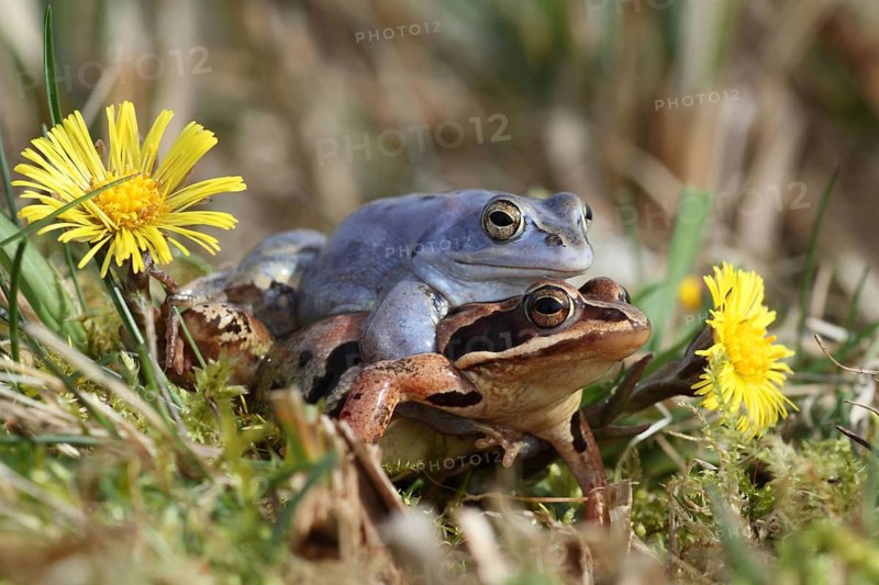Animals, Frog, Frog, Moor Frog, Federal Republic of Germany
