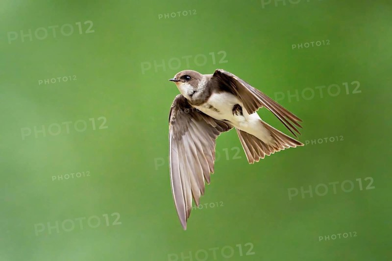 Sand martin (Riparia riparia), in flight, Reussegg nature reserve, Canton Aargau, Switzerland
