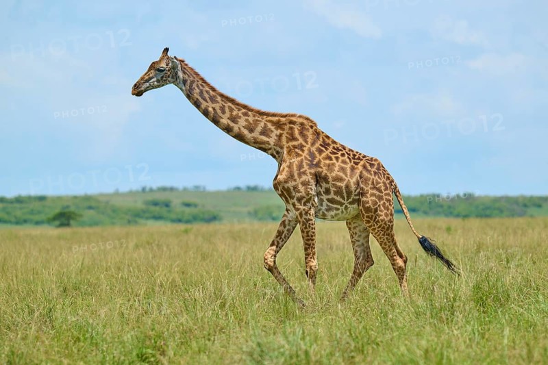 A giraffe walks across the vast savannah under a clear sky: Masai giraffe (Giraffa camelopardalis), Masai Mara National Reserve, Narok County, Kenya