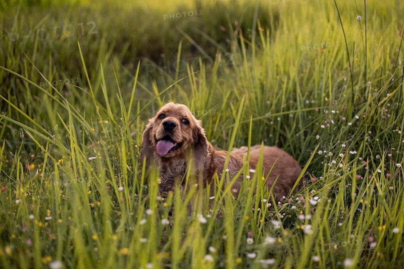 A happy Cocker Spaniel dog sitting in tall grass in an open field under warm light