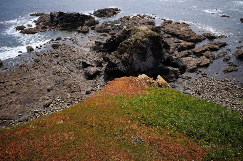 Overgrown cliffs, Lizard Point Biosphere Reserve, Lizard Bay, Polpeor, Cornwall, England, Great Britain, Great Britain