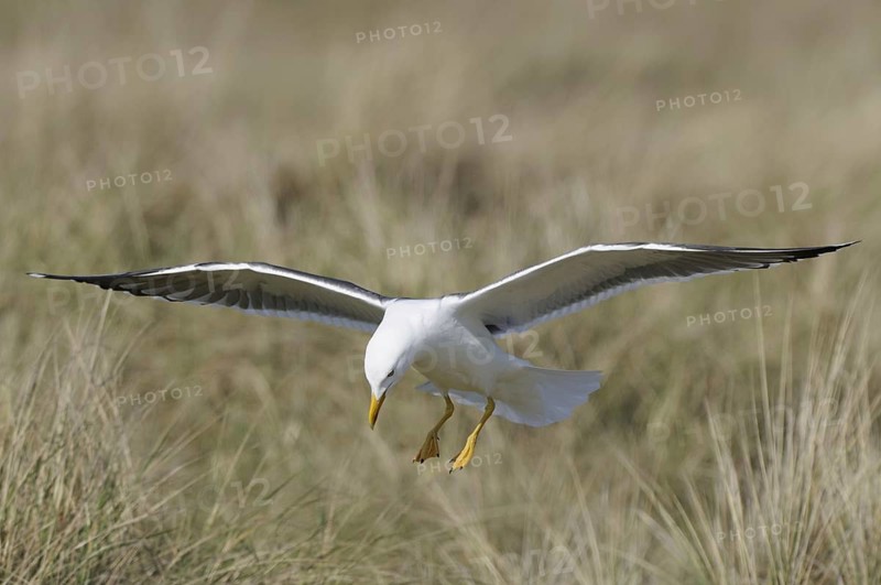 Herring Gull, Larus argentatus, Herring Gull, Heligoland, Germany