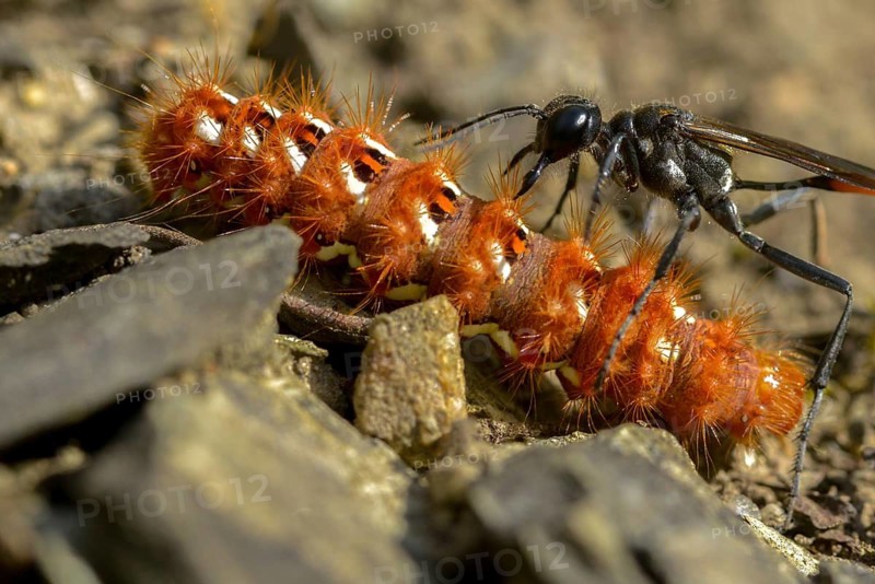 Acronicta rumicis, ammophila sabulosa, ampferous owl, ampferowl, common sand wasp, digging wasp, hymenoptera, red-banded sand wasp, sandwasp, shecidae, inchworm, insects, knot grass moth, moths, moths, moths, caterpillar, butterflies