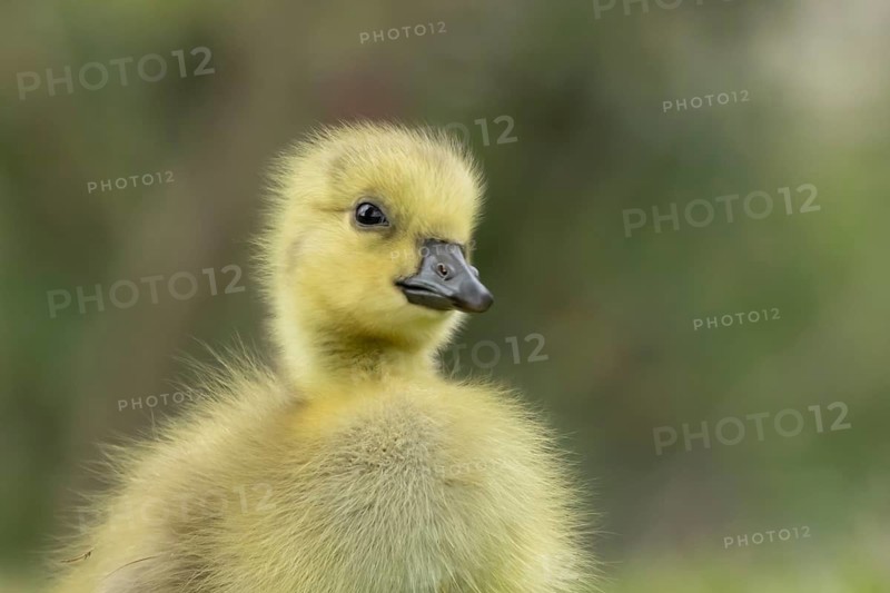 Canada goose (Branta canadensis) juvenile baby gosling bird head portrait, England, United Kingdom