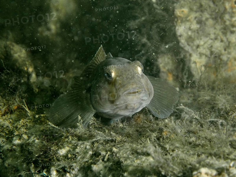 A goby, the black goby (Gobius niger), peeks out intently from its hiding place underwater, at the Margareta af Vätö wreck dive site, Konabbsfjärden, Nynäshamn, Stockholm, Sweden