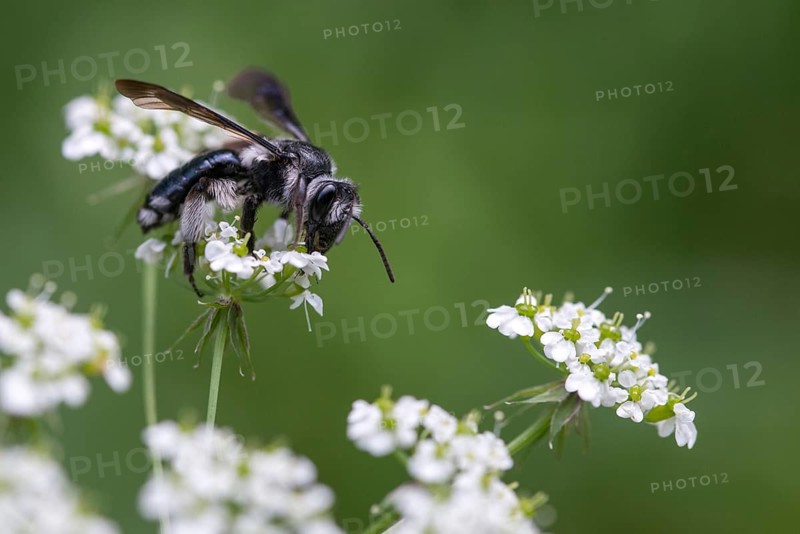 Andrena agilissima, apidae, bees, blue iridescent earth bee, blue iridescent sand bee, blue-black sand bee, hymenoptera, sand bee, mustard-blue iridescent sand bee, violet-winged mining bee, insects, wild bees