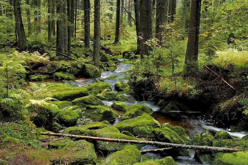 Riparian forest, autumn forest, Bavarian Forest, Bach, Bergbach, Germany, Germany