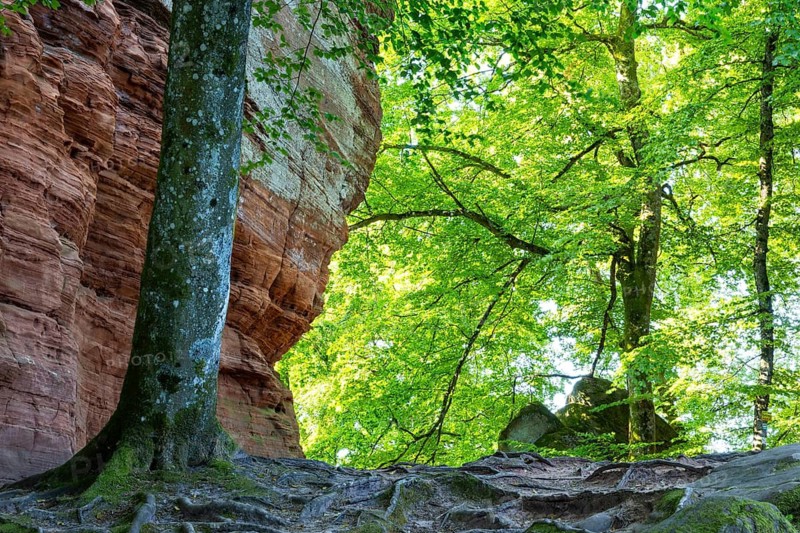 Coloured sandstone rock, beech (Fagus), beech family (Fagaceae), Altschlossfelsen, Dahn, Dahner Felsenland, Palatinate Forest, Rhineland-Palatinate, Germany