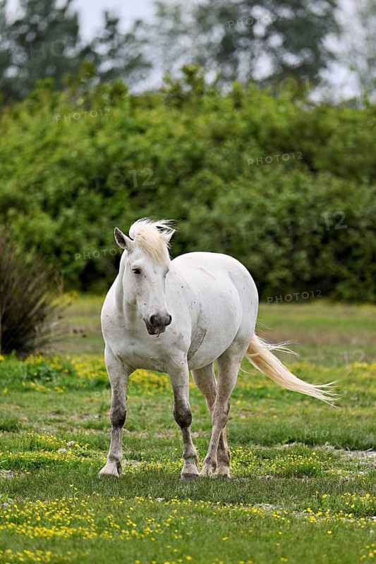 Camargue horse (Equus caballus), running across a meadow of yellow flowers in bloom, Saintes-Marie-de-la-Mer, Camargue, southern France, France