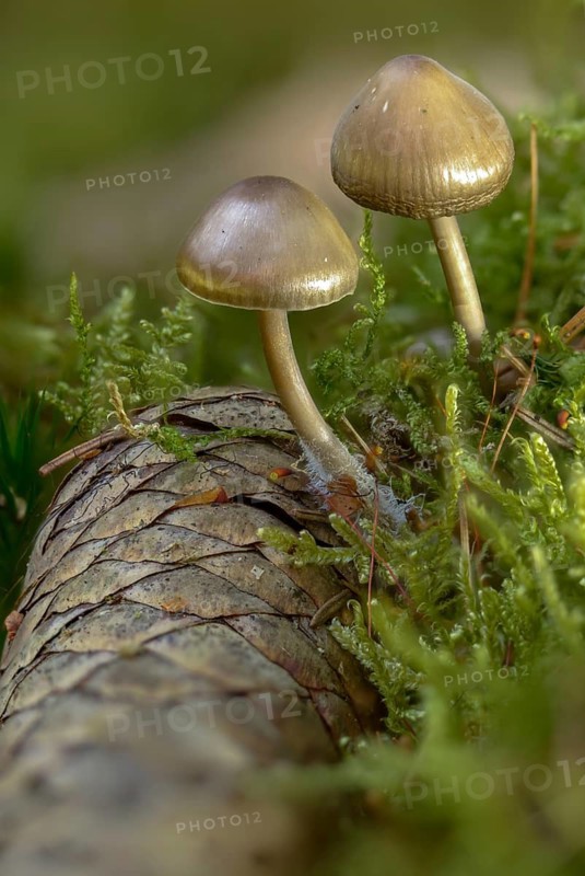 Spruce cone helmet, mycena plumipes, mycena strobilicola, cone helmet, fungi, fungus, high size, vertical format, mushrooms