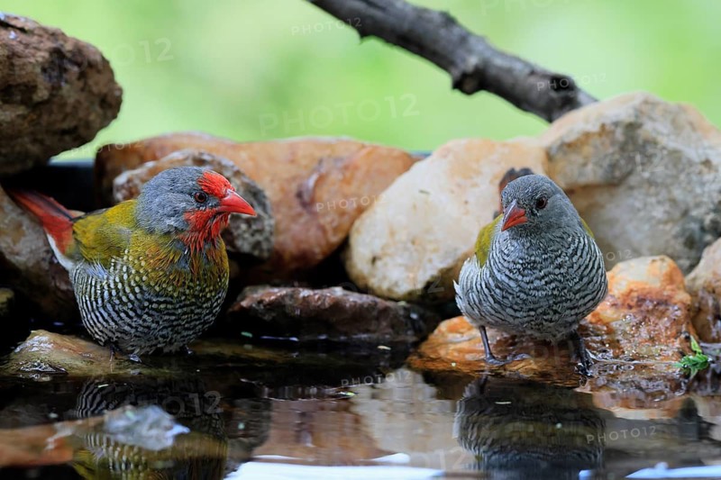 Colourful Astrild (Pytilia melba), adult, male, female, pair, by the water, Kruger National Park, South Africa