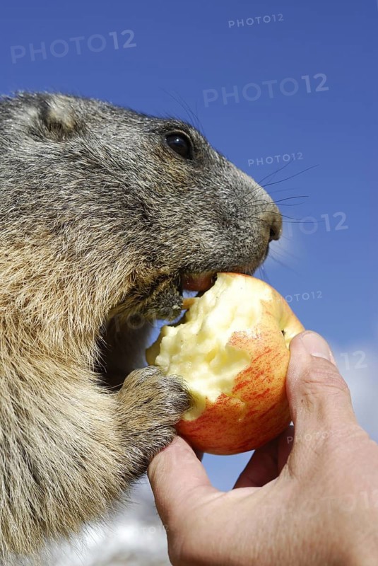 Groundhog, Hohe Tauern, Austria, 09/2007, working picture