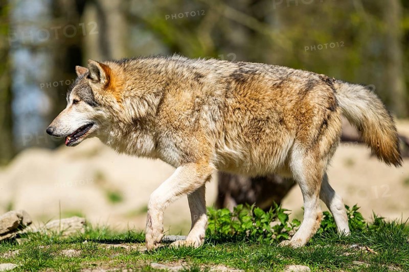 Eastern wolf (Canis lupus lycaon) walking on a meadow, Bavaria, Germany