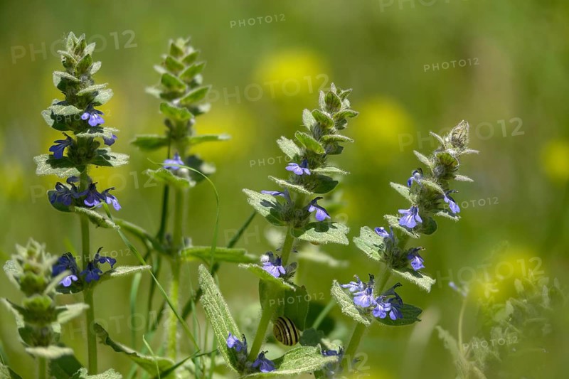 Ajuga Genevensis, Geneva Bugleweed, Geneva Bugleweed, Heather Guensel, Lamiaceae, Lamiaceae, Blue Bugle, Blue Bugleweed, Flora, Plants, Upright Bugle