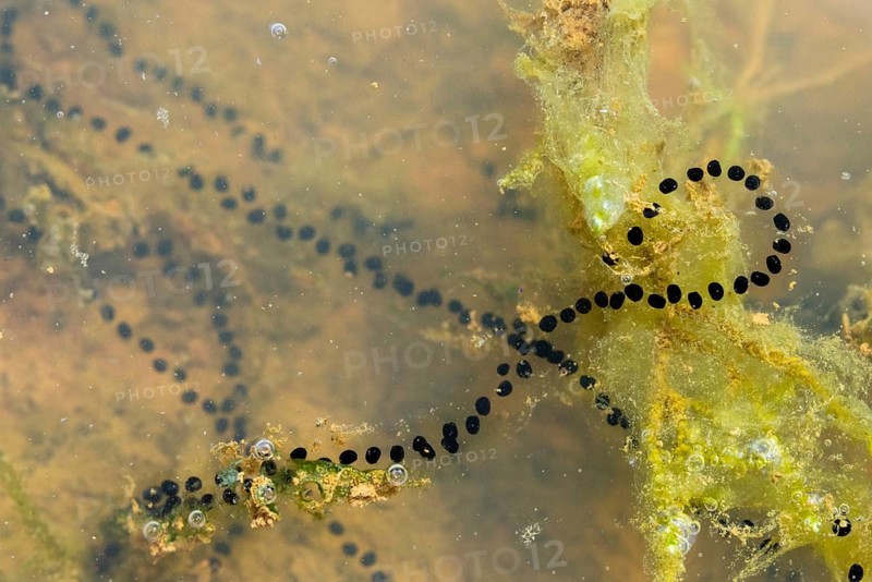 Bufo calamita, epidalea calamita, toad, natterjack toad, amphibians, amphibians, spawning line, spawning lines, amphibians, spawn
