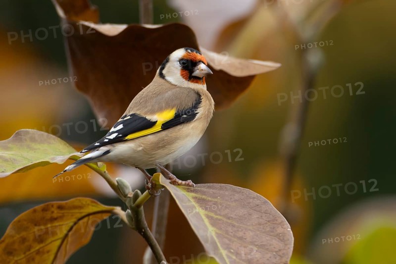 European goldfinch (Carduelis carduelis) adult garden bird in a magnolia tree with autumn colour leaves, England, United Kingdom