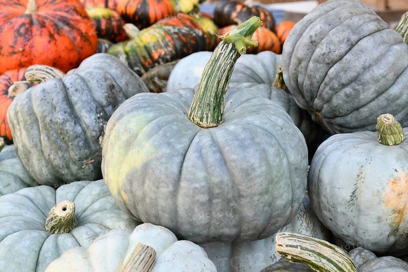 Muted blue Jarrahdale pumpkins in a pile