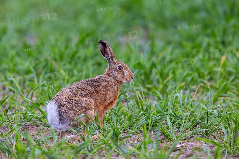 European brown hare (Lepus europaeus) foraging in field in spring